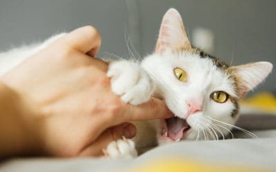 Zašto mačka grize
