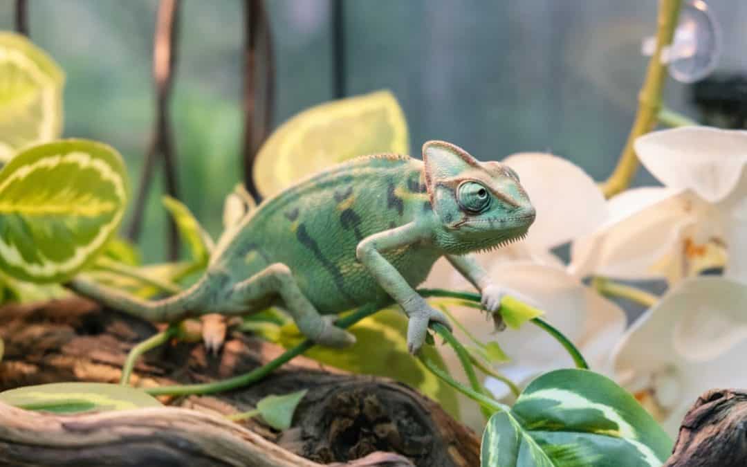 Koje su najneobičnije životinje na svijetu