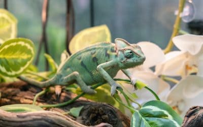 Koje su najneobičnije životinje na svijetu